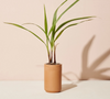Modern Sprout - Terracotta Mini Palm